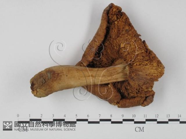 登錄號:F0001137藏品圖，第3張
