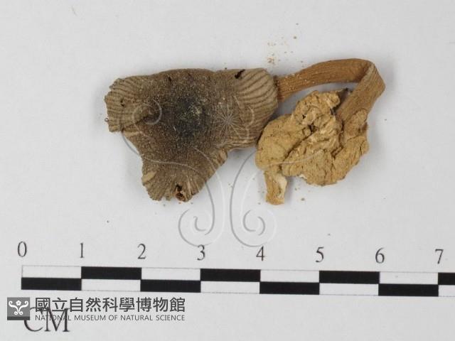 登錄號:F0011137藏品圖，第3張