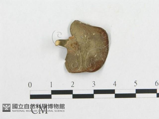 多孔菌屬藏品圖，第3張