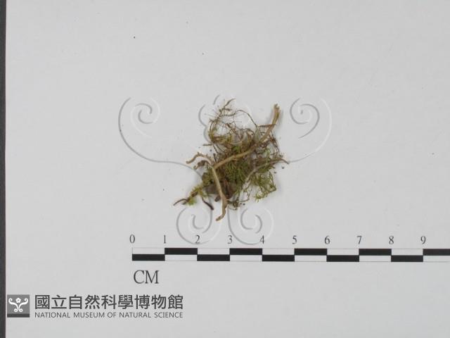 登錄號:F0002137藏品圖，第3張