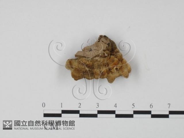 韌革菌屬藏品圖，第3張