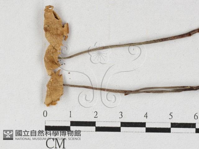 登錄號:F0027137藏品圖，第3張