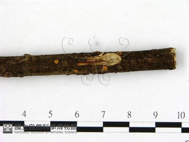 登錄號:F0005137藏品圖，第3張