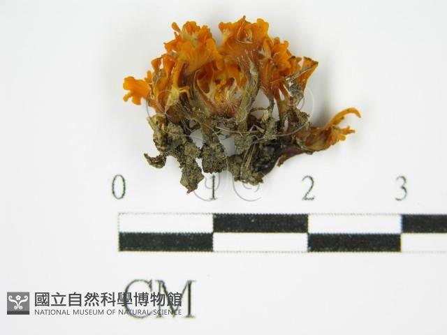 登錄號:F0015137藏品圖，第4張