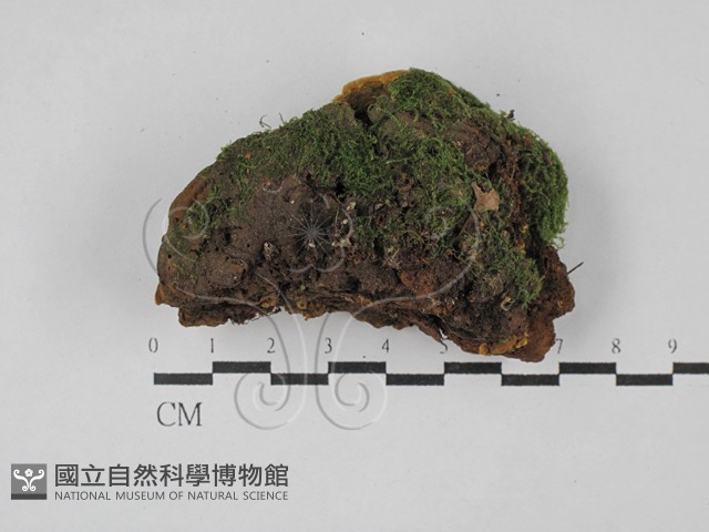 木層孔菌屬藏品圖，第3張