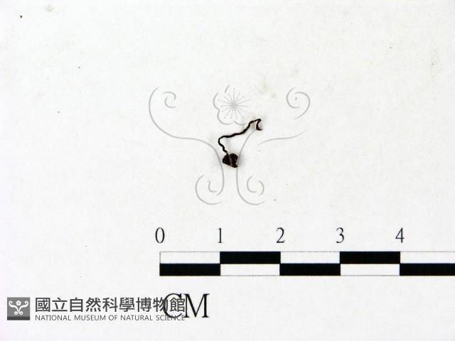 登錄號:F0023137藏品圖，第3張