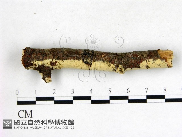 登錄號:F0003137藏品圖，第1張