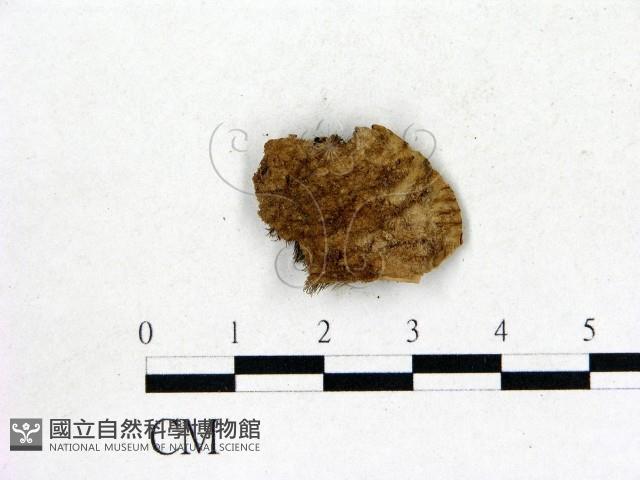 登錄號:F0008037藏品圖，第3張