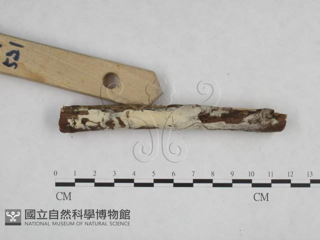 冇骨消絲齒菌藏品圖，第3張