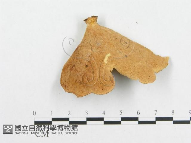 多孔菌屬藏品圖，第3張