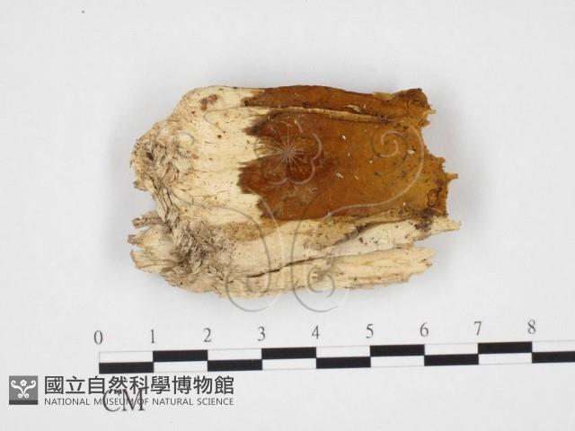 木層孔菌屬藏品圖，第3張