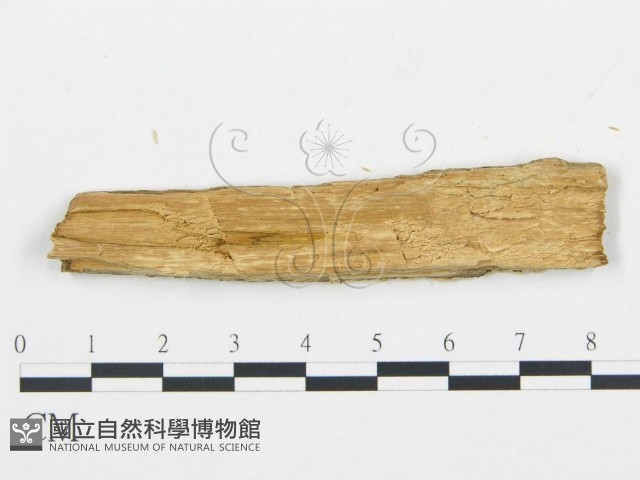 登錄號:F0006037藏品圖，第3張