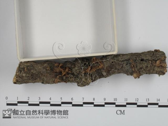 登錄號:F0001037藏品圖，第3張