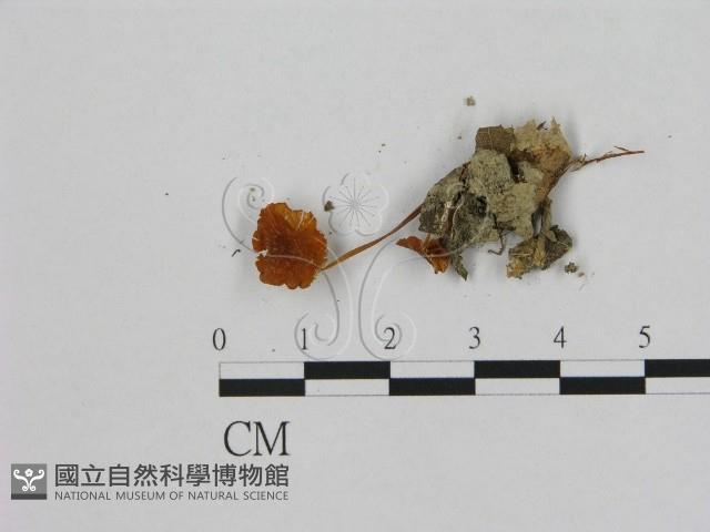 小皮傘屬藏品圖，第3張