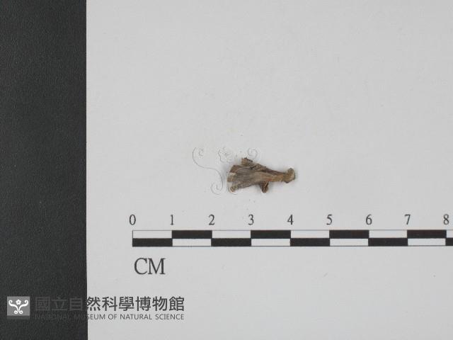 登錄號:F0004037藏品圖，第3張