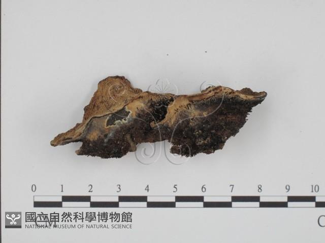 登錄號:F0002037藏品圖，第3張