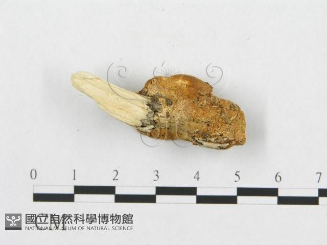 登錄號:F0007037藏品圖，第3張