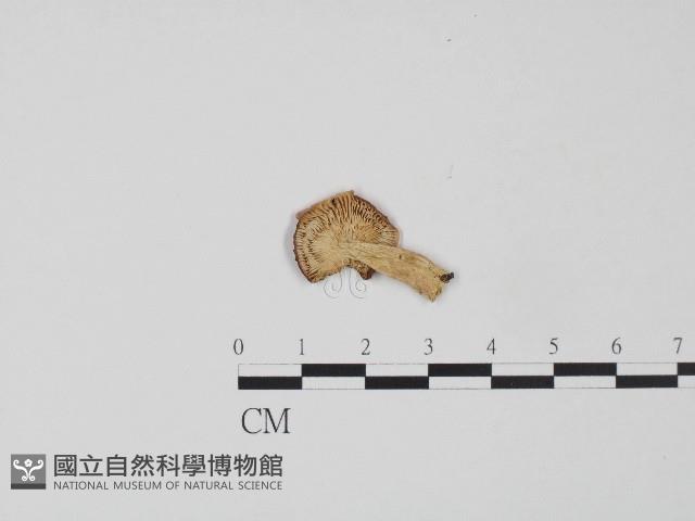 紅菇屬藏品圖，第3張