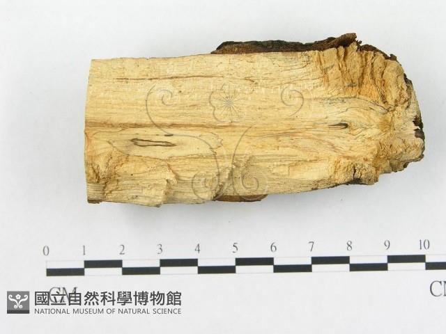 登錄號:F0005037藏品圖，第3張