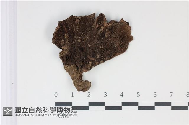 登錄號:F0035037藏品圖，第3張