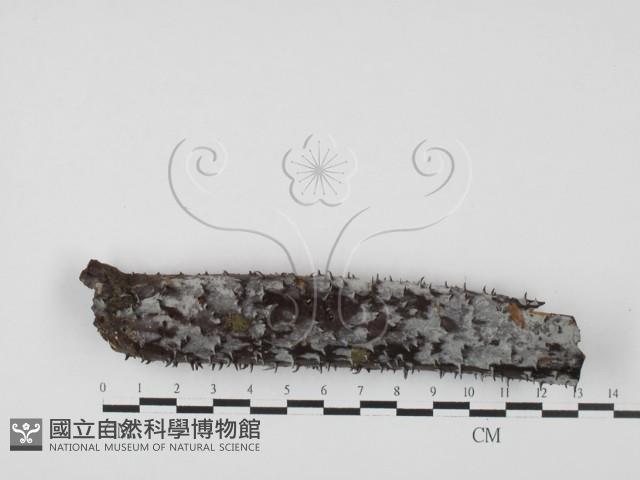 絲皮菌屬藏品圖，第3張