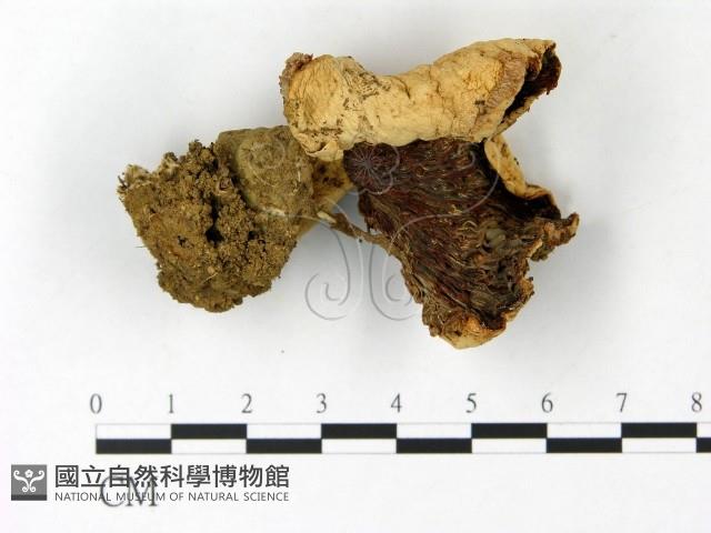 登錄號:F0023037藏品圖，第3張