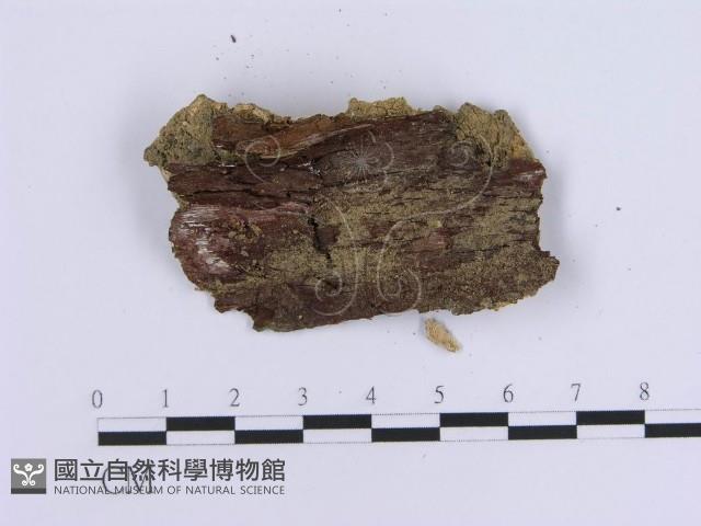 登錄號:F0020337藏品圖，第3張