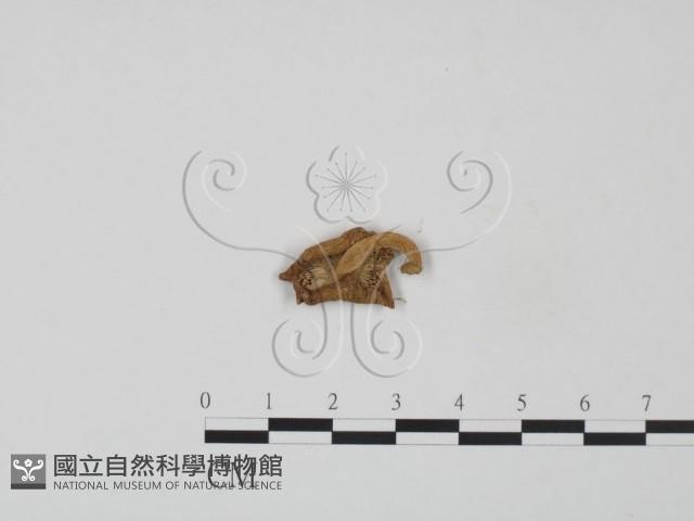 登錄號:F0000337藏品圖，第3張