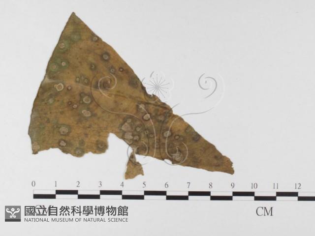 登錄號:F0026337藏品圖，第1張