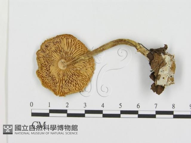 登錄號:F0016337藏品圖，第3張