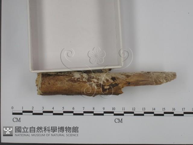 館號:F0001337藏品圖，第3張