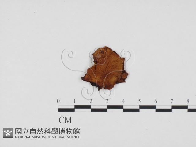 登錄號:F0024337藏品圖，第3張