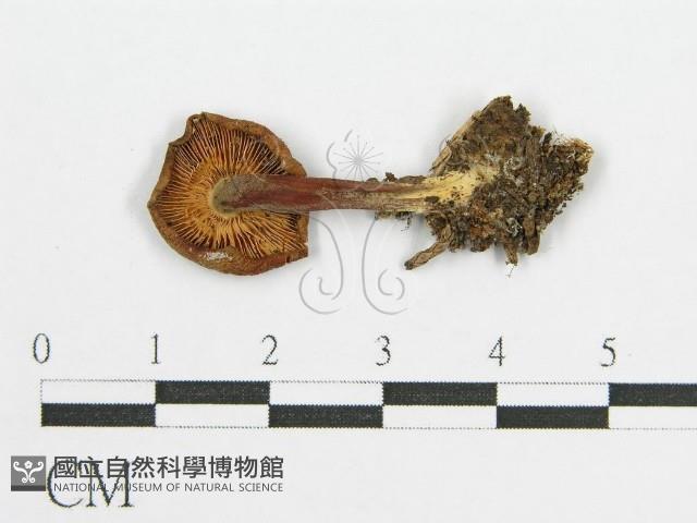登錄號:F0004337藏品圖，第3張