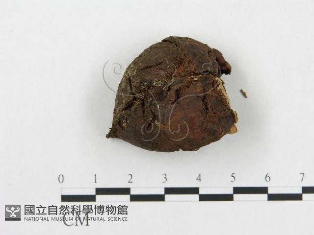 登錄號:F0014337藏品圖，第3張