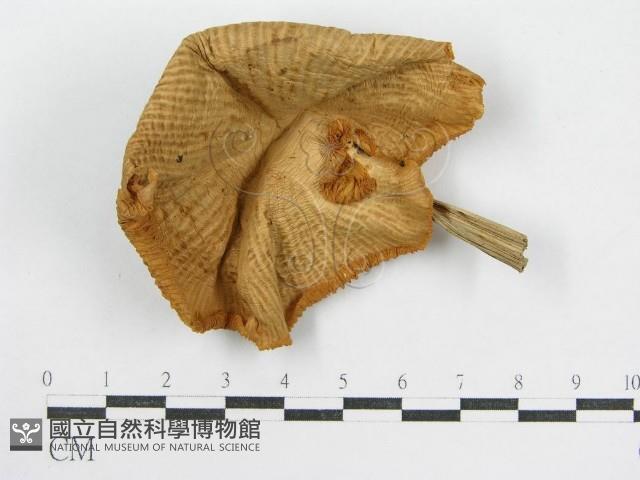 登錄號:F0002337藏品圖，第3張