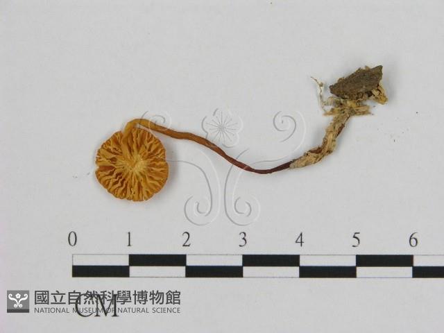 小皮傘屬藏品圖，第3張