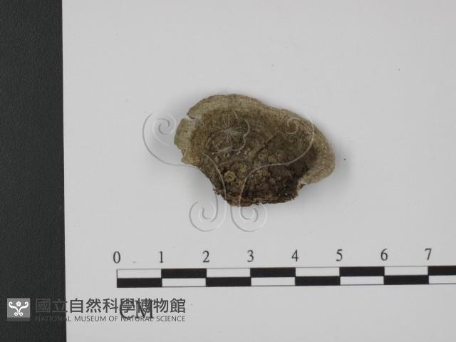 登錄號:F0007337藏品圖，第3張