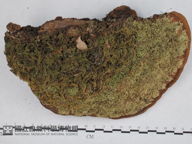登錄號:F0005337藏品圖，第3張