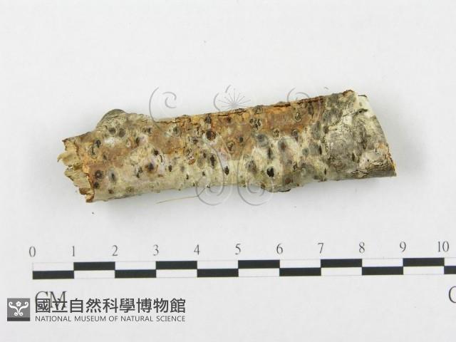 登錄號:F0015337藏品圖，第3張