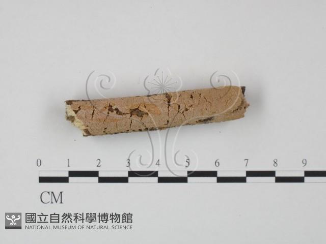 骨皮菌屬藏品圖，第3張