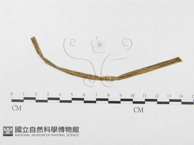 登錄號:F0019337藏品圖，第1張