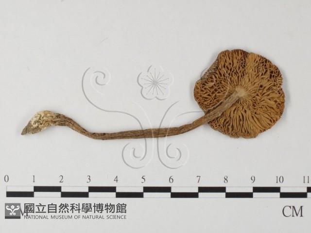 登錄號:F0003337藏品圖，第3張