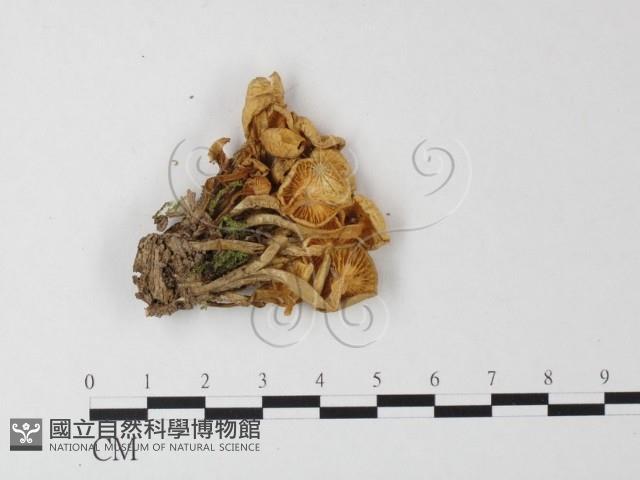 小菇屬藏品圖，第3張