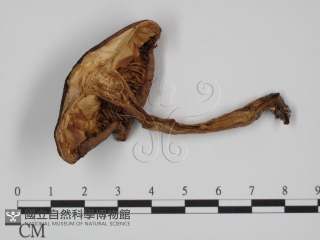 登錄號:F0008277藏品圖，第3張