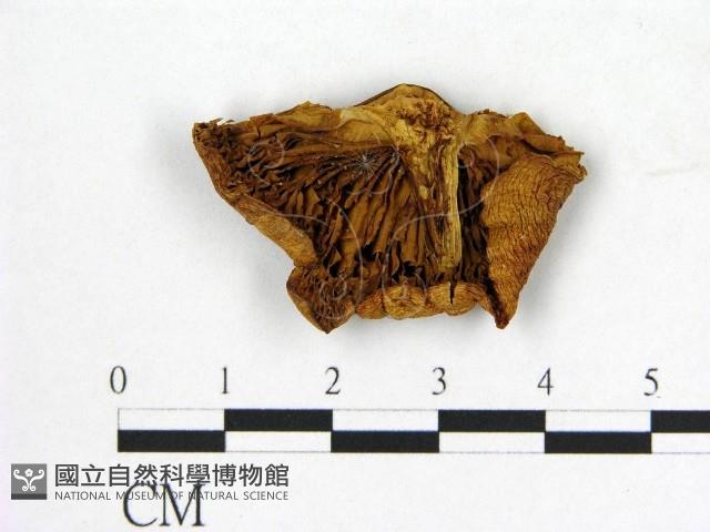 登錄號:F0020277藏品圖，第3張