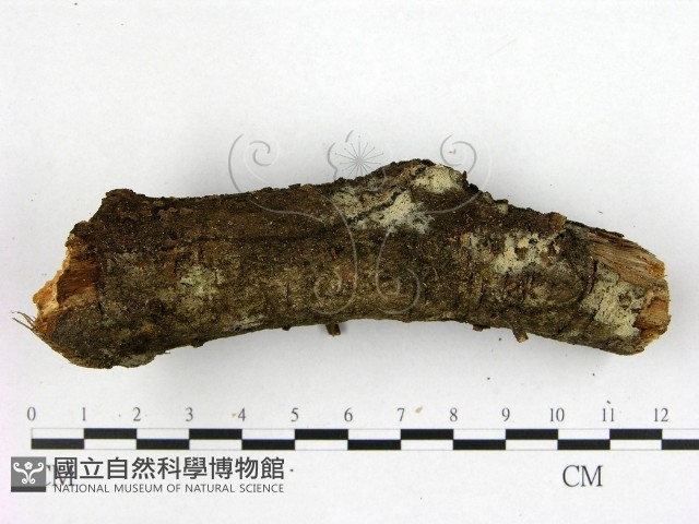 登錄號:F0016277藏品圖，第3張