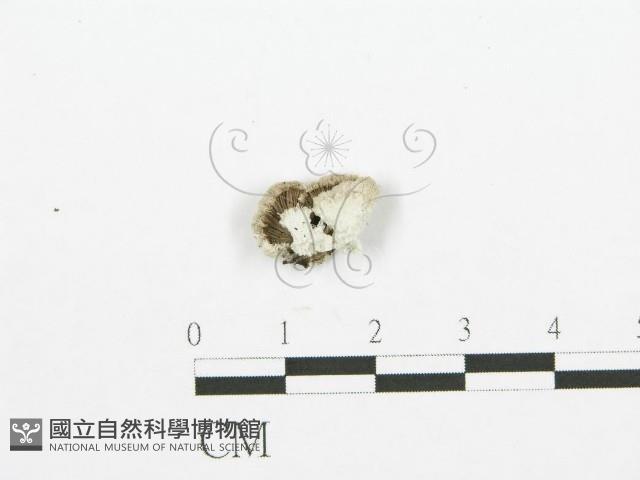 裂褶菌藏品圖，第3張