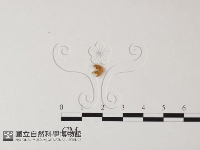 登錄號:F0011277藏品圖，第3張