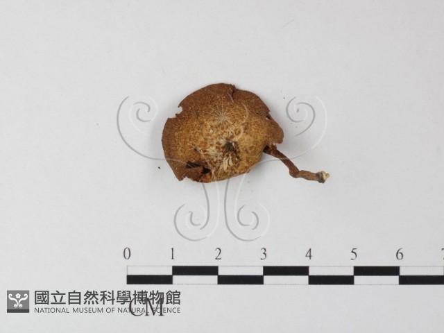 登錄號:F0022277藏品圖，第3張