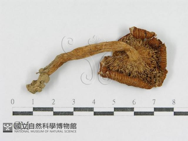 登錄號:F0002277藏品圖，第1張